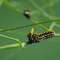 otakárek fenyklový - Papilio machaon