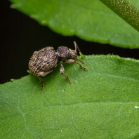 Otiorhynchus crataegi