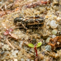 pacvrček písečný - Xya variegata