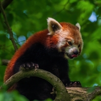 panda červená - Ailurus fulgens