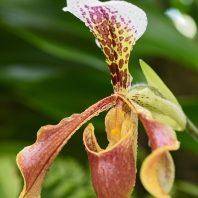 Paphiopedilum gratrixianum