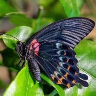 Papilio lowi