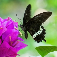 Papilio polytes