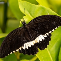 Papilio polytes