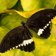 Papilio polytes