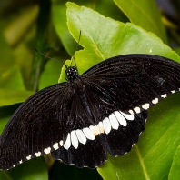 Papilio polytes