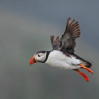 papuchalk severní - Fratercula arctica