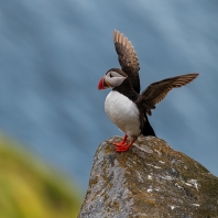 papuchalk severní - Fratercula arctica