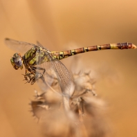 Paragomphus madegassus