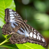 Parthenos sylvia