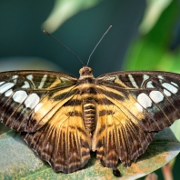 Parthenos sylvia