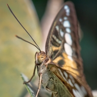 Parthenos sylvia