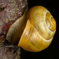 páskovka keřová - Cepaea hortensis