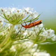 páteříček žlutý - Rhagonycha fulva