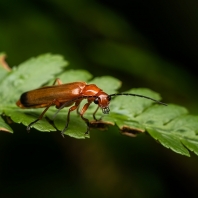 páteříček žlutý - Rhagonycha fulva