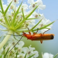 páteříček žlutý - Rhagonycha fulva