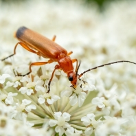 páteříček žlutý - Rhagonycha fulva