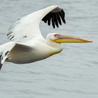 pelikán bílý - Pelecanus onocrotalus