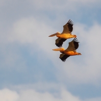 pelikán bílý - Pelecanus onocrotalus