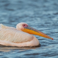 pelikán bílý - Pelecanus onocrotalus