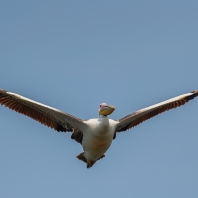 pelikán bílý - Pelecanus onocrotalus