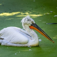 pelikán kadeřavý - Pelecanus crispus