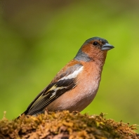 pěnkava obecná - Fringilla coelebs