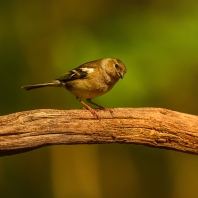 pěnkava obecná - Fringilla coelebs