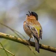 pěnkava obecná - Fringilla coelebs