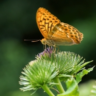 perleťovec stříbropásek - Argynnis paphia