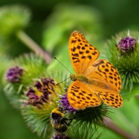 perleťovec stříbropásek - Argynnis paphia