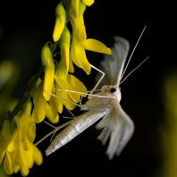 pernatuška trnková - Pterophorus...