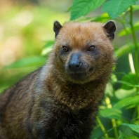 pes pralesní - Speothos venaticus