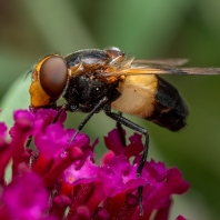 pestřenka prosvítavá - Volucella pellucens