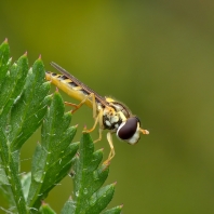 pestřenka psaná - Sphaerophoria scripta