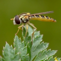 pestřenka psaná - Sphaerophoria scripta