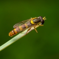 pestřenka psaná - Sphaerophoria scripta