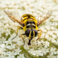 pestřenka smrtihlavka - Myathropa florea