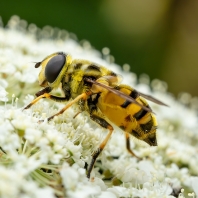 pestřenka smrtihlavka - Myathropa florea