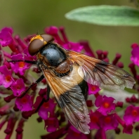 pestřenka smrtihlavka - Myathropa florea