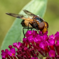 pestřenka smrtihlavka - Myathropa florea