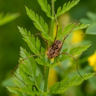 Phalangium opilio