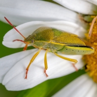 Piezodorus lituratus