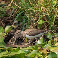 pisík obecný - Actitis hypoleucos