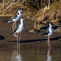 pisila americká - Himantopus mexicanus