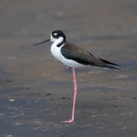 pisila americká - Himantopus mexicanus