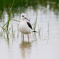 pisila čáponohá - Himantopus himantopus