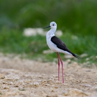 pisila čáponohá - Himantopus himantopus