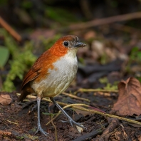 pitule bělobřichá - Grallaria hypoleuca