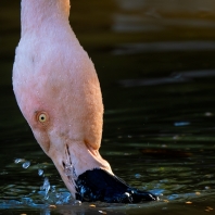 plameňák růžový - Phoenicopterus roseus